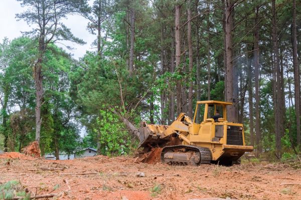 Trees Clearing in Blue Springs