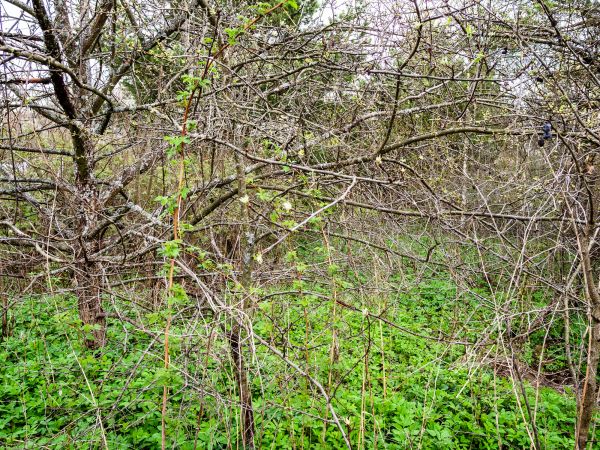 Underbrush Clearing in Blue Springs