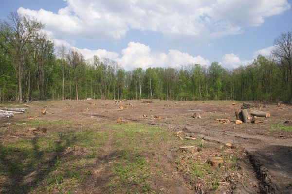 Cost of Pasture Clearing in Blue Springs