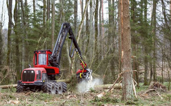 Cost of Forest Clearance Service in Blue Springs