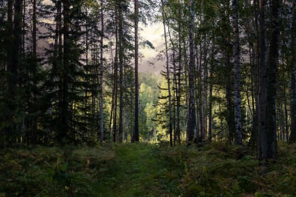 Cost of Pine Tree Clearing in Blue Springs