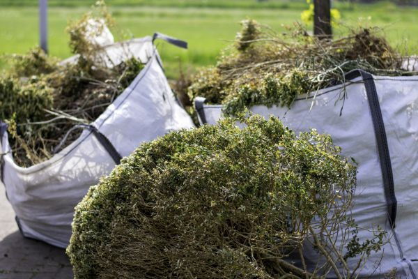 Cost of Bushes Clearing in Blue Springs