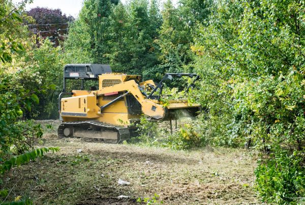 Cost of Pathway Clearing in Blue Springs