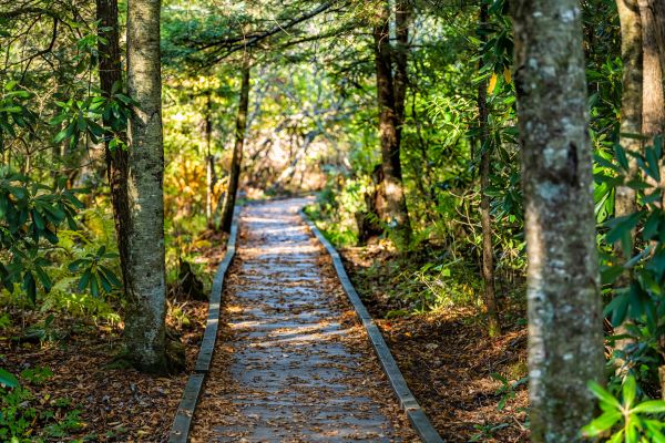 Cost of Trail Clearing in Blue Springs