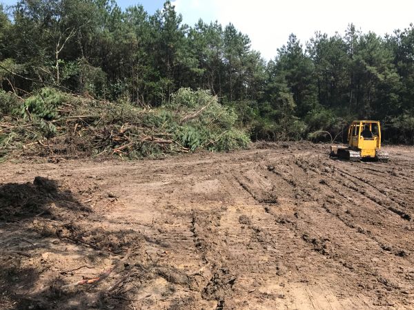 Cost of Thicket Clearing in Blue Springs
